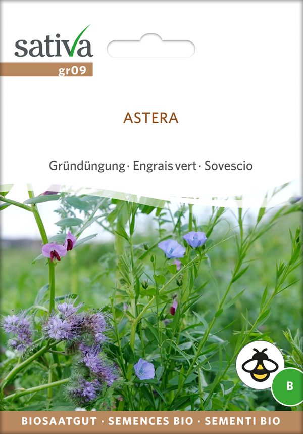 Gründüngung 'Astera'