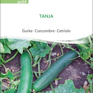 Gurke 'Tanja'
