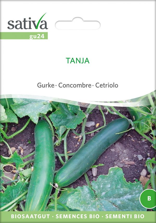 Gurke 'Tanja'