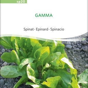 Spinat Gamma