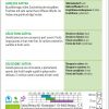 Zucchini, gelbe – Bild 2