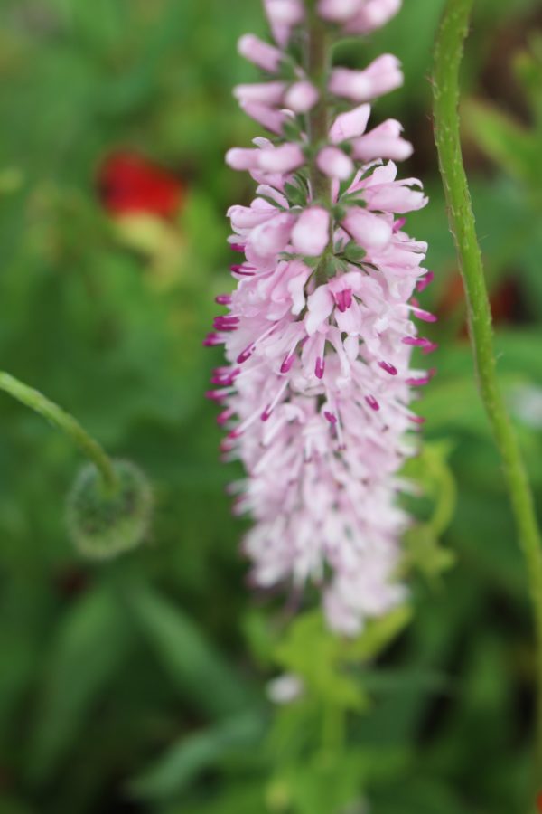 Langblättriger Ehrenpreis Pink Damask