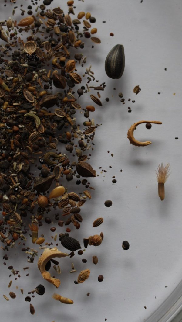 Veitshöchheimer Bienenweide