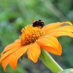 Mexikanische Sonnenblume, Tithonia rotundifolia