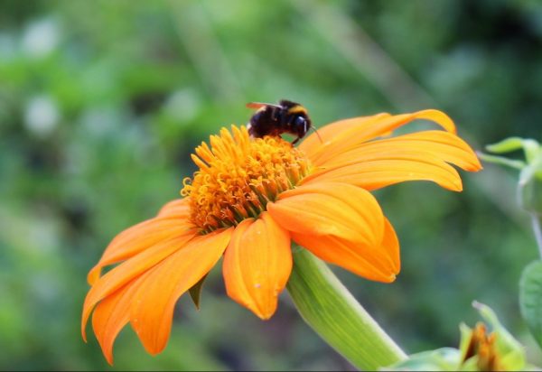 Mexikanische Sonnenblume, Tithonia rotundifolia