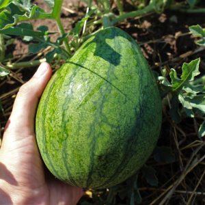 Gelbe Wassermelone 'Sweet sibirian'