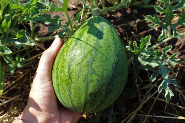 Gelbe Wassermelone 'Sweet sibirian'