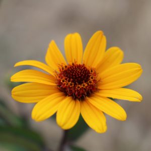 Heliopsis helianthoides 'Summer nights'