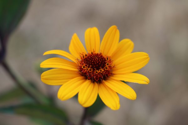 Heliopsis helianthoides 'Summer nights'