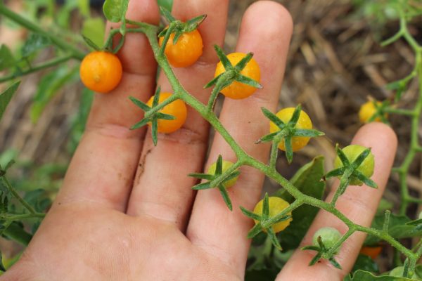Gelbe Johannisbeertomate