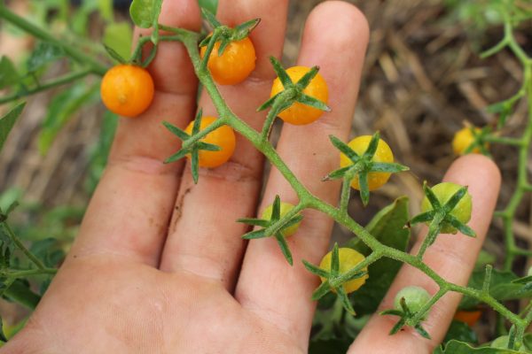 Tomaten