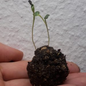 Seedbombs
