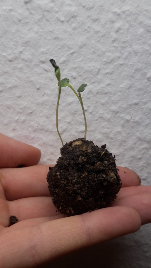 Seedbombs