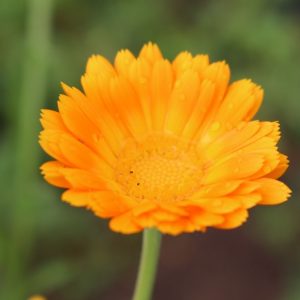 Ringelblume, Calendula officinalis