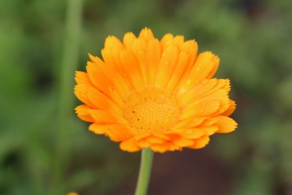 Ringelblume, Calendula officinalis