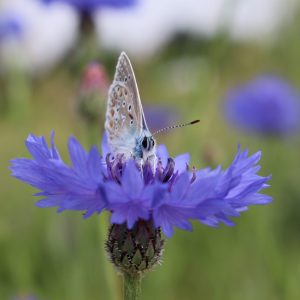 Kornblume