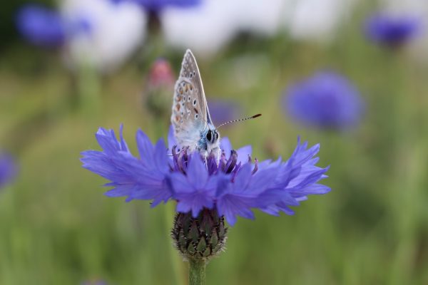 Kornblume