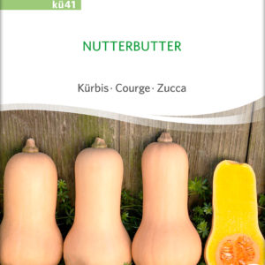 Kürbis 'Nutterbutter'