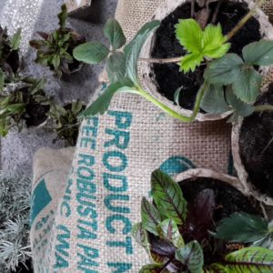 Bio Erdbeer Jungpflanze
