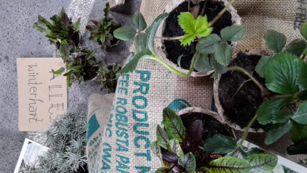 Bio Erdbeer Jungpflanze
