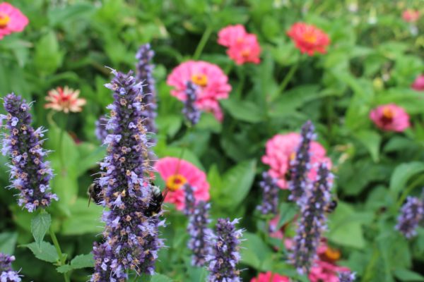 Agastache 'Blue Fortune' – Bild 2