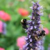 Agastache 'Blue Fortune'