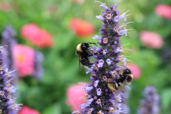 Agastache 'Blue Fortune'
