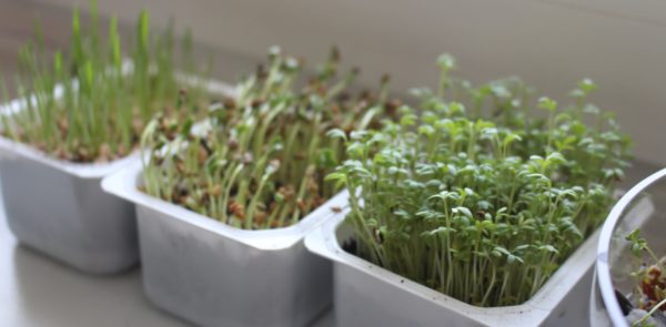 Microgreens