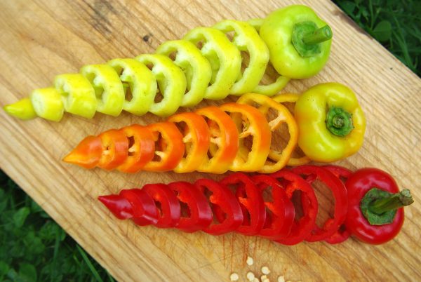 Paprika `Roter Augsburger` – Bild 4