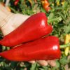 Paprika `Roter Augsburger` – Bild 5