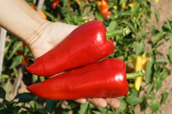 Paprika `Roter Augsburger` – Bild 5