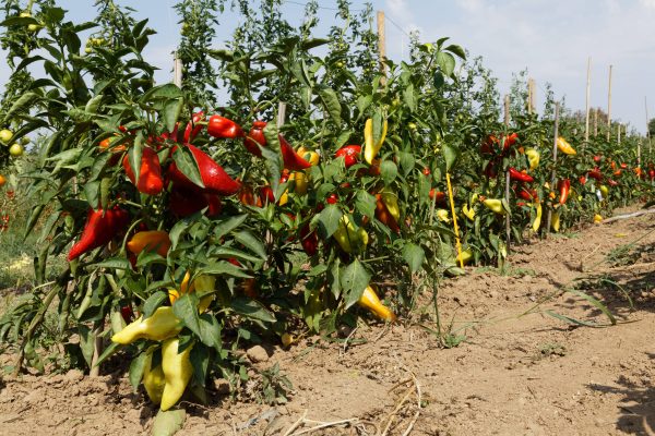 Paprika `Roter Augsburger` – Bild 6