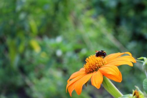 Mexikanische Sonnenblume 