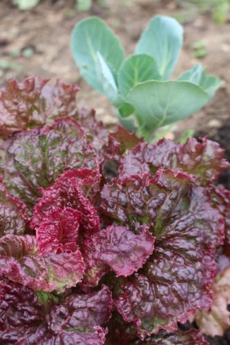 Salat und Kohl in Mischkultur