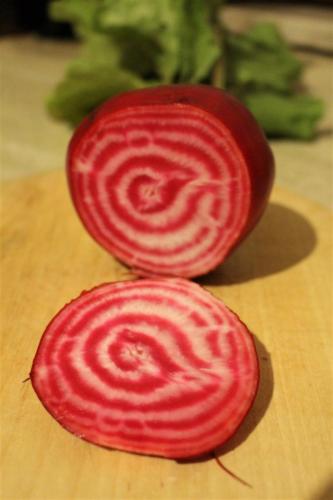 Die Rote Beete, hier Ringelbete oder auch Tondo Chioggio genannt, zeigt ein schönes Farbenspiel