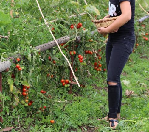 Tomaten über und über