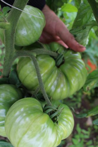 Tomaten wachsen und gedeihen