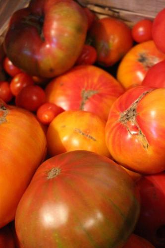 samenfeste Sorten, Tomatenraritäten zeigen ihre Einmaligkeit